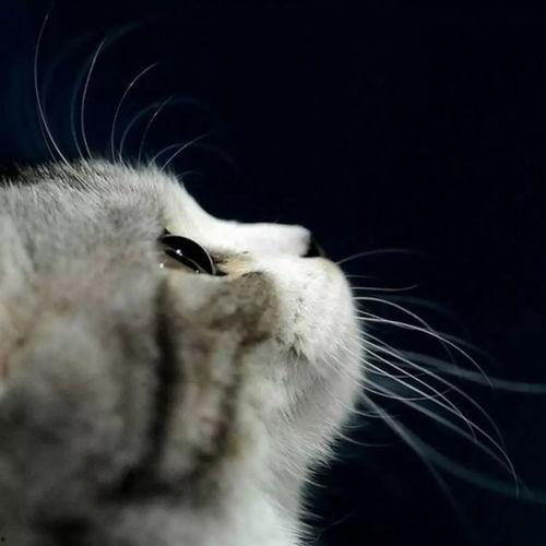 娱乐吃瓜酱猫打翻电视